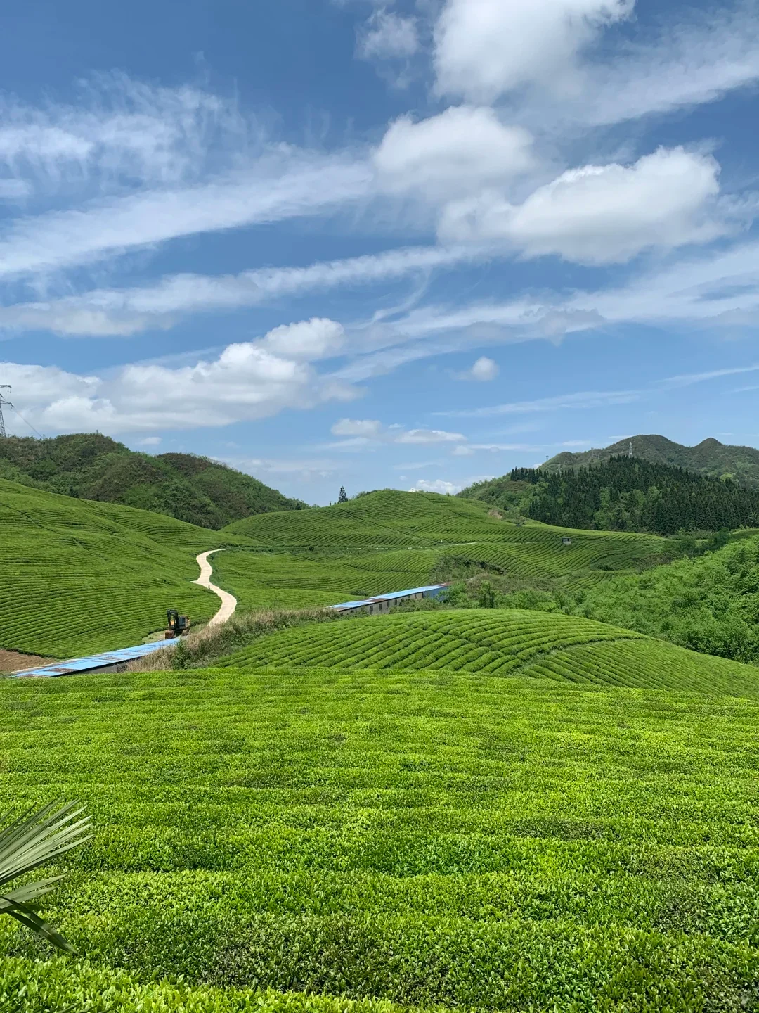 Guizhou Green Tea Garden