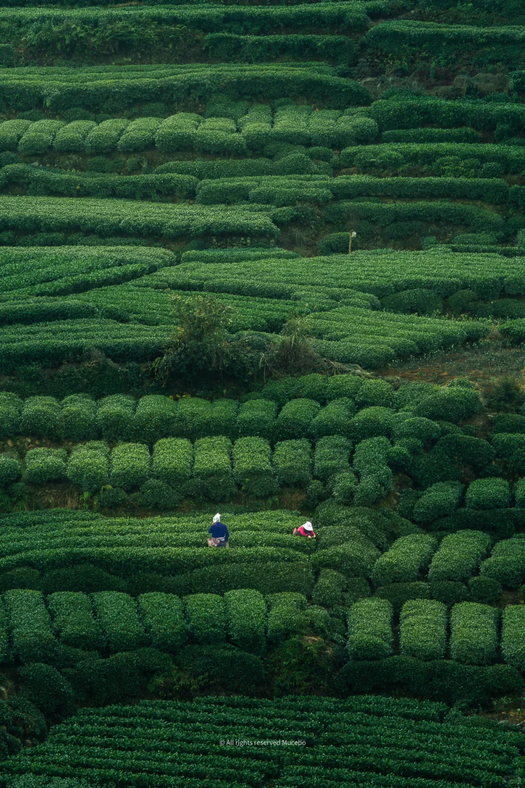 Sichuan Green Tea Plantation
