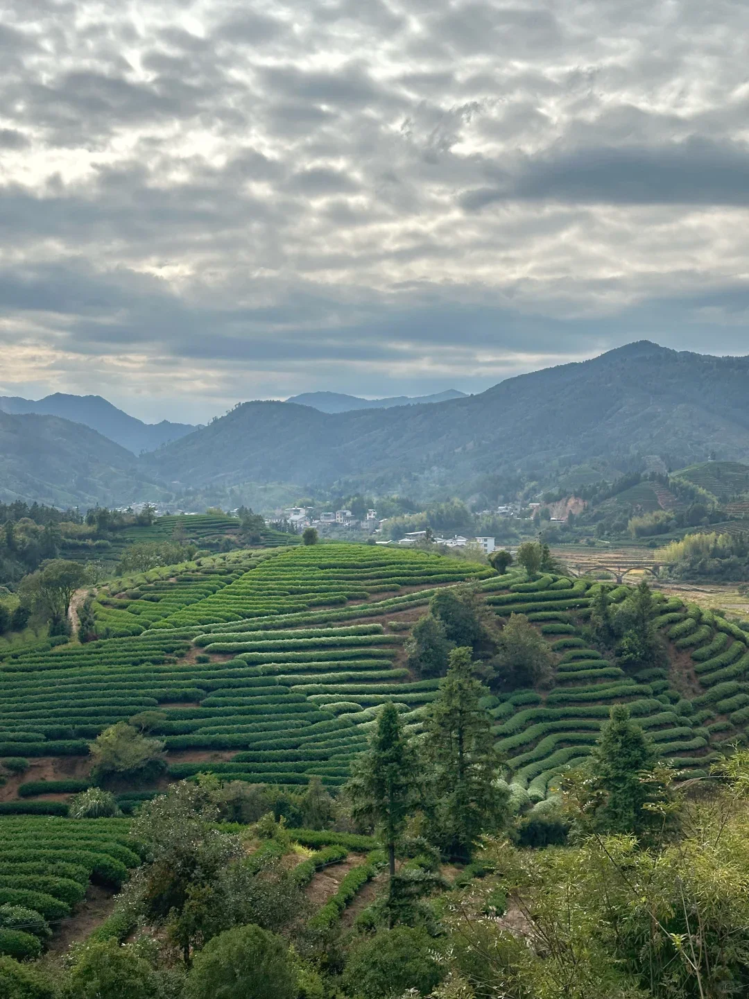 Fujian Wuyi Mountain Tea Garden